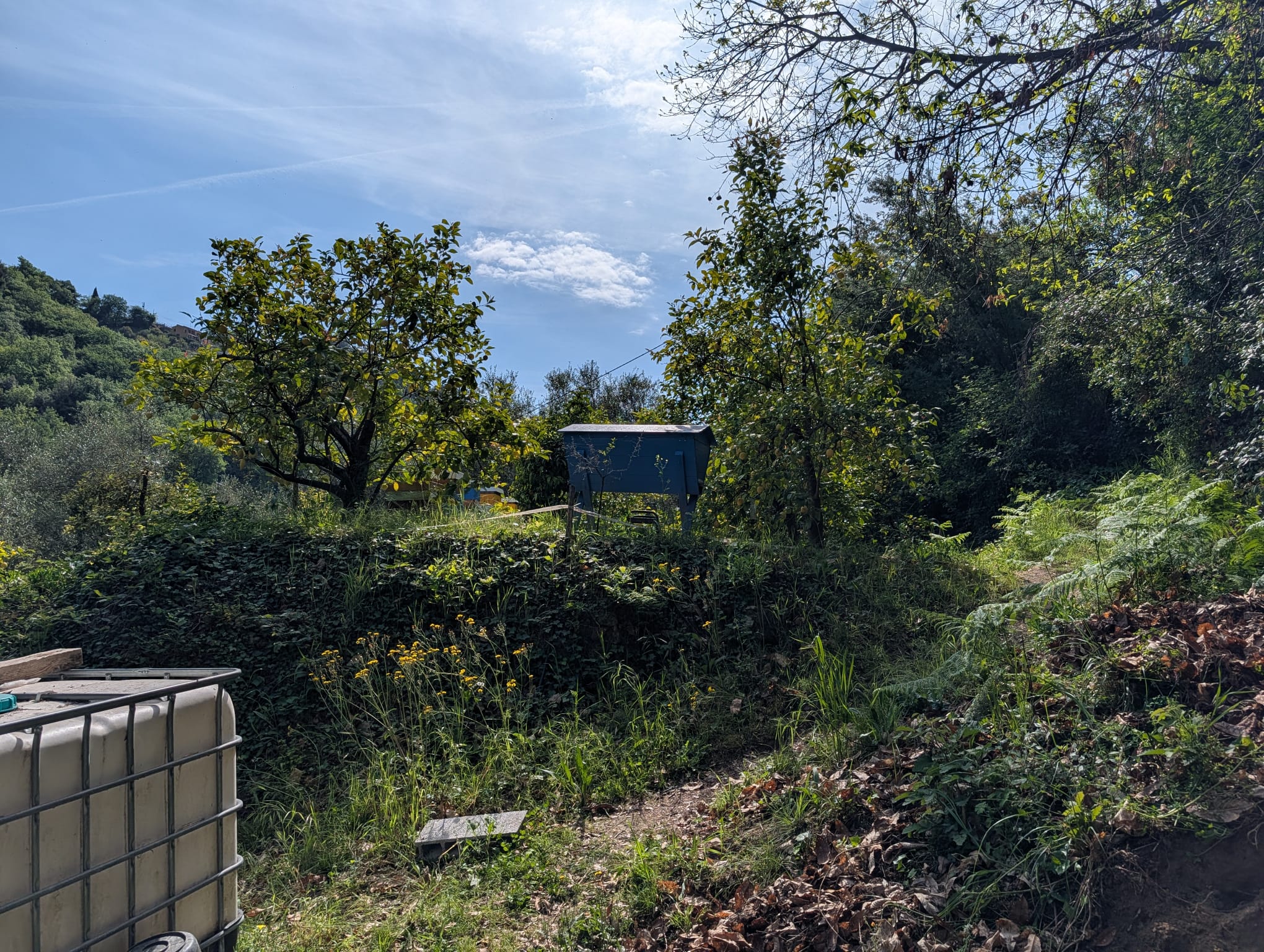 Verger bio de citronniers des Terres de Sainte Lucie à Menton avec ruche et végétation sauvage